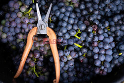 Winnica Pinot Noir we Francji- AFP