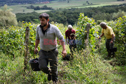 Winnica Pinot Noir we Francji- AFP