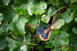 Winnica Pinot Noir we Francji- AFP