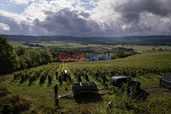 Winnica Pinot Noir we Francji- AFP