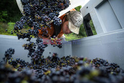 Winnica Pinot Noir we Francji- AFP