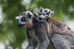 Matka lemur niesie swoje dzieci na plecach