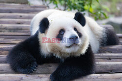 Pandy z zoo w Chongqing