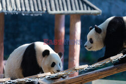 Pandy z zoo w Chongqing