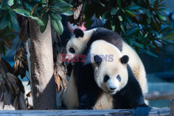 Pandy z zoo w Chongqing