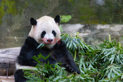 Pandy z zoo w Chongqing