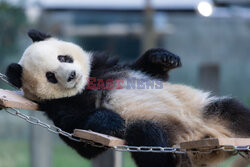 Pandy z zoo w Chongqing