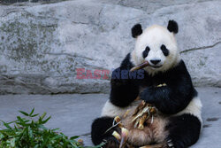 Pandy z zoo w Chongqing