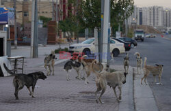 Bezpańskie psy w Iraku