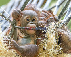 Rufus - mały orangutan