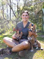 Młode dingo z australijskiego ZOO