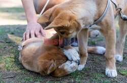 Młode dingo z australijskiego ZOO