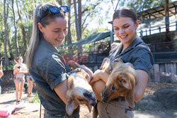 Młode dingo z australijskiego ZOO