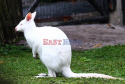 Kangur albinos w Zoo w Karlsruhe