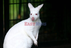 Kangur albinos w Zoo w Karlsruhe