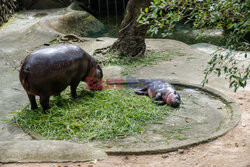 Baby hipopotam w Zoo w Tajlandii