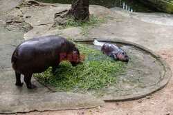 Baby hipopotam w Zoo w Tajlandii