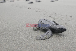 Małe żółwie na plaży w Kolumbii