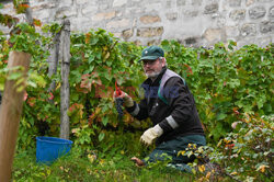 Zbiór winogron w paryskiej dzielnicy Montmarte