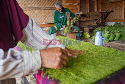 Uprawa tytoniu w Indonezji