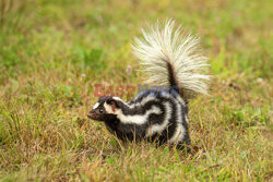 Skunks chodzi na przednich łapach