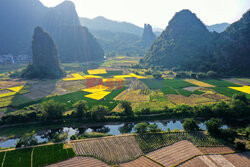 Kolorowe pola ryżowe w Guilin