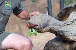 Znany żółw z Galapagos kończy 74 lata