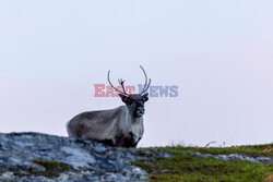 Norwegia turystycznie - Nur Photo