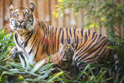 Młode tygryski sumatrzańskie z wrocławskiego ZOO