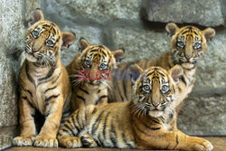 Młode tygryski sumatrzańskie z wrocławskiego ZOO