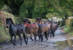 Kuce Exmoor w Parku Narodowym Exmoor