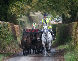 Kuce Exmoor w Parku Narodowym Exmoor