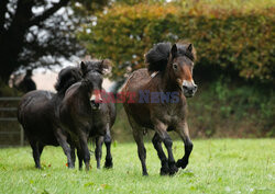 Kuce Exmoor w Parku Narodowym Exmoor