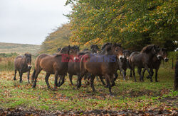 Kuce Exmoor w Parku Narodowym Exmoor