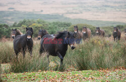 Kuce Exmoor w Parku Narodowym Exmoor