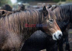 Kuce Exmoor w Parku Narodowym Exmoor