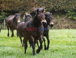 Kuce Exmoor w Parku Narodowym Exmoor