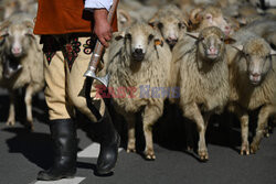 Redyki w Polsce - AFP