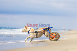 Niepełnosprawne psy bawią się na plaży