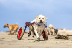 Niepełnosprawne psy bawią się na plaży