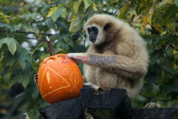 Halloween w ZOO w Zagrzebiu