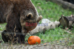 Halloween w ZOO w Zagrzebiu