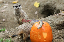 Halloween w ZOO w Zagrzebiu