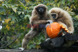 Halloween w ZOO w Zagrzebiu