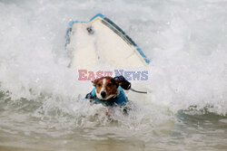 Benji - pies surfer