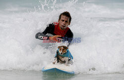 Benji - pies surfer