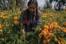 Pływające ogrody Xochimilco