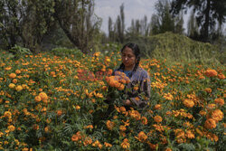 Pływające ogrody Xochimilco