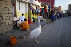 Pelikan atrakcją senegalskiego Saint-Louis