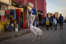 Pelikan atrakcją senegalskiego Saint-Louis